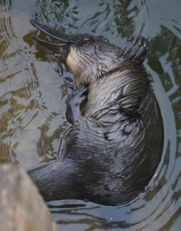 Platypus scratching in water