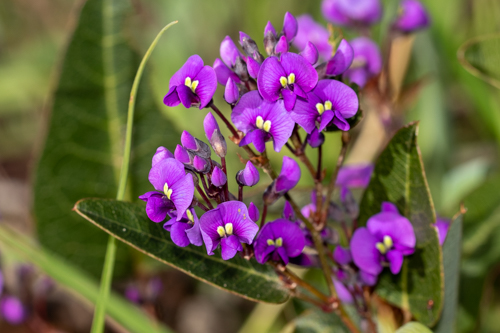 A close look at purple pea flowers