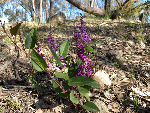 A spray of purple flowers surrounded by wide green leaves sit in open bushland under a blue sky