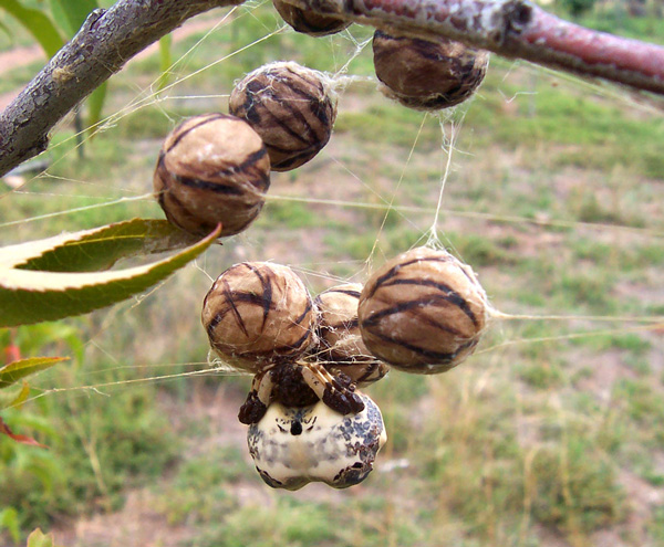 spider and balls on a spider web