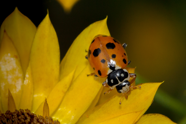 Spotted amber ladybird beetle on flower petals
