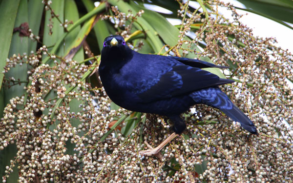 blue sheen bird