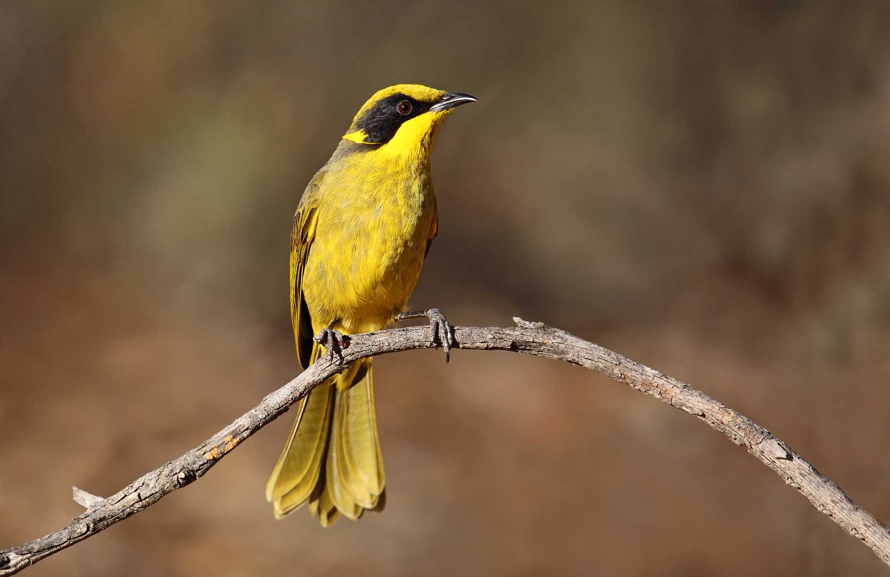 Yellow-tufted Honeyeater by Chris Tzaros (Bush Birds and Beyond).